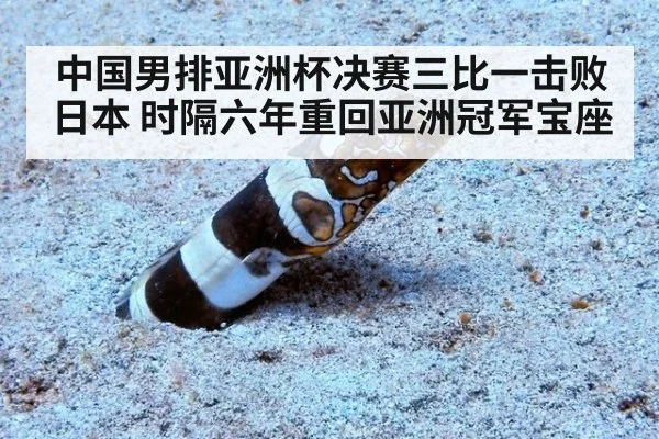 中国男排亚洲杯决赛三比一击败日本 时隔六年重回亚洲冠军宝座